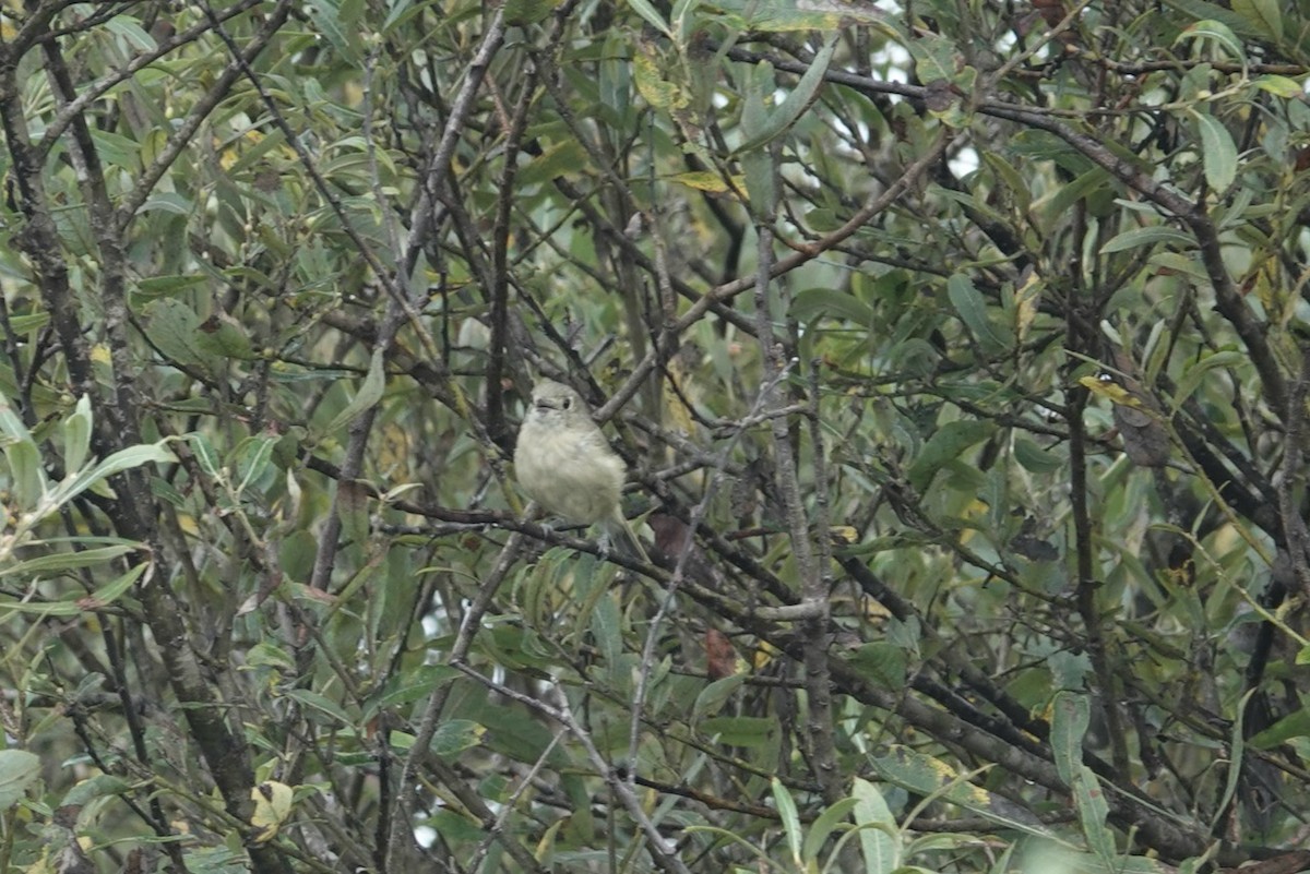 Hutton's Vireo (Pacific) - ML643143409