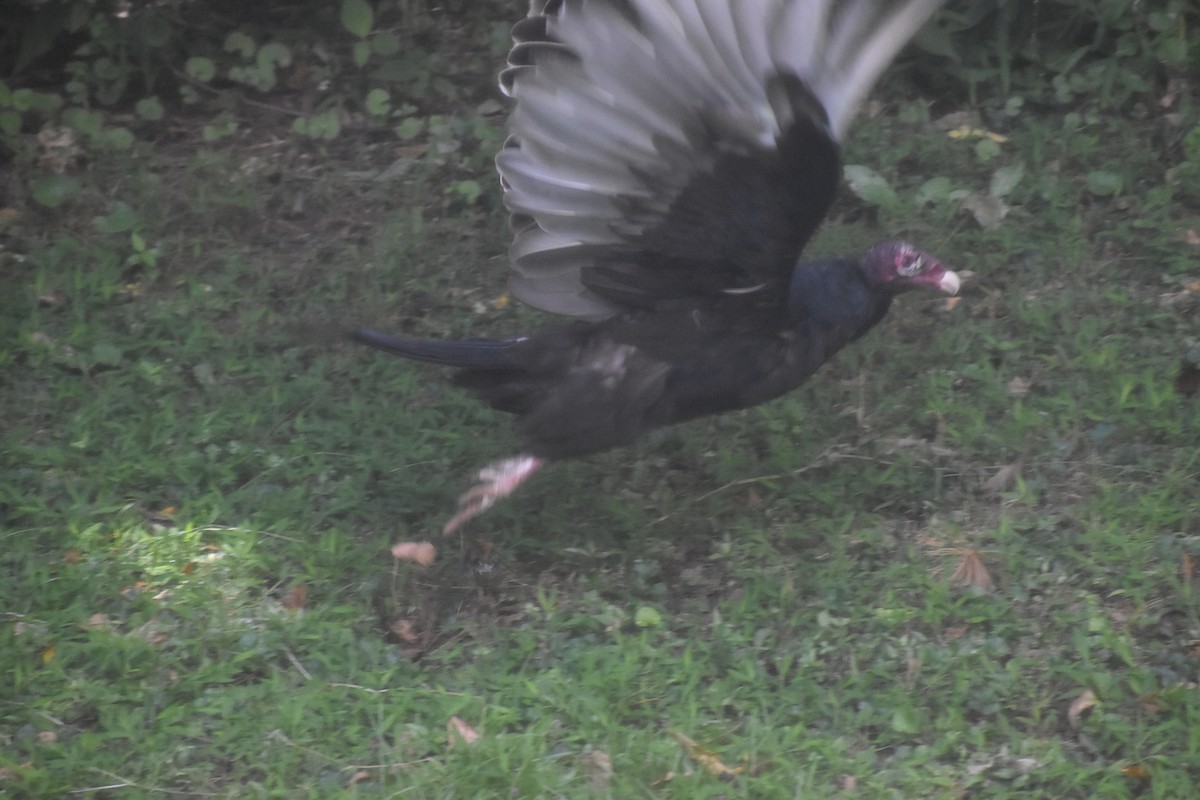 Turkey Vulture - ML643143410