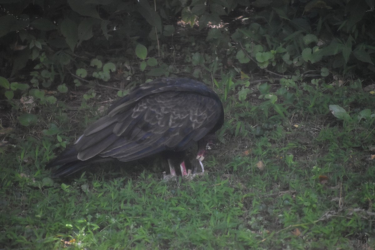 Turkey Vulture - ML643143413