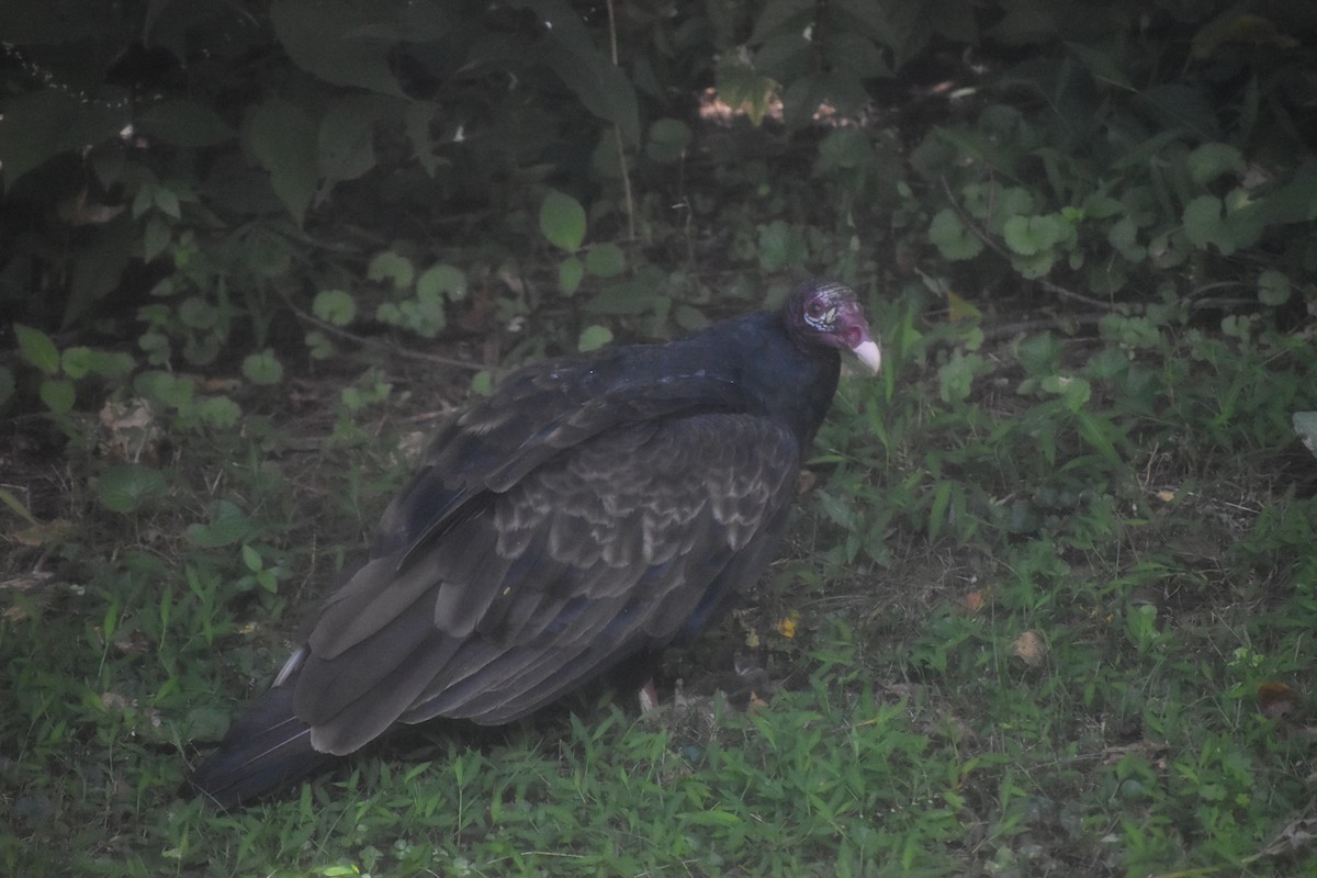 Turkey Vulture - ML643143414