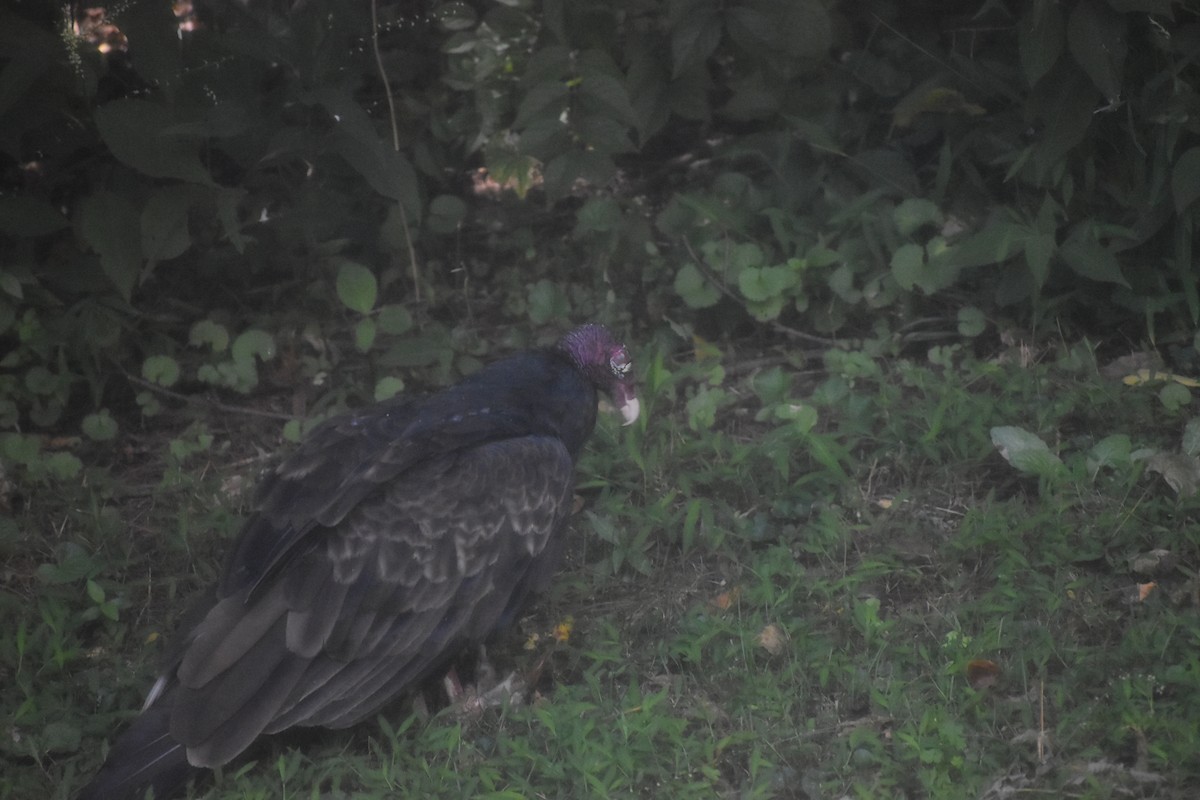 Turkey Vulture - ML643143415