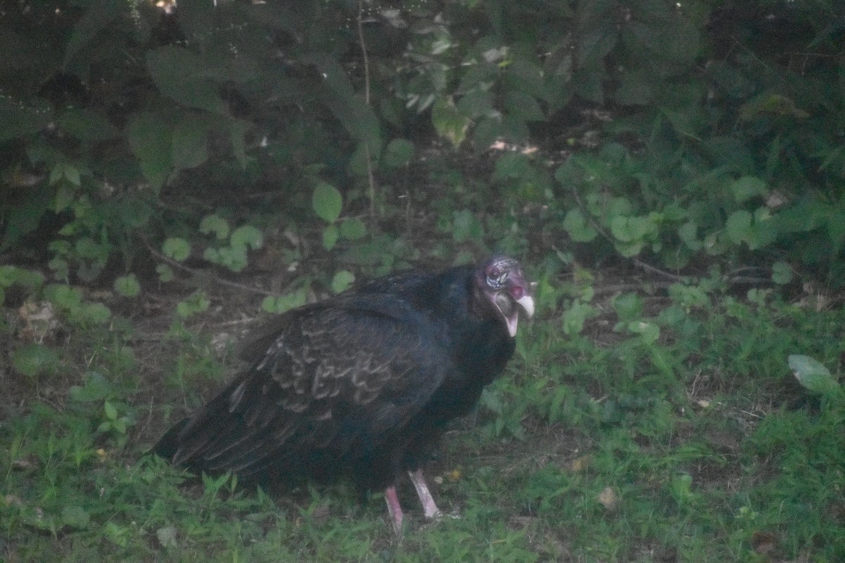 Turkey Vulture - ML643143416