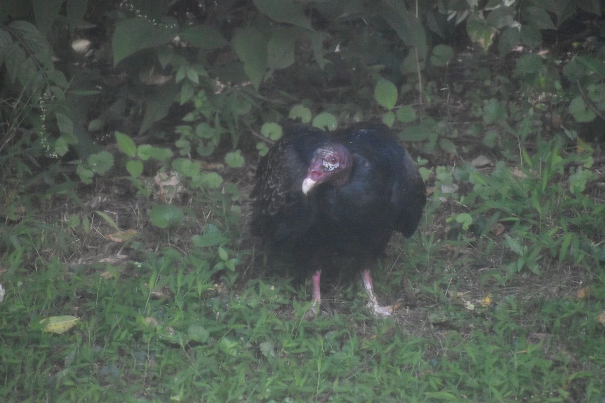 Turkey Vulture - ML643143417