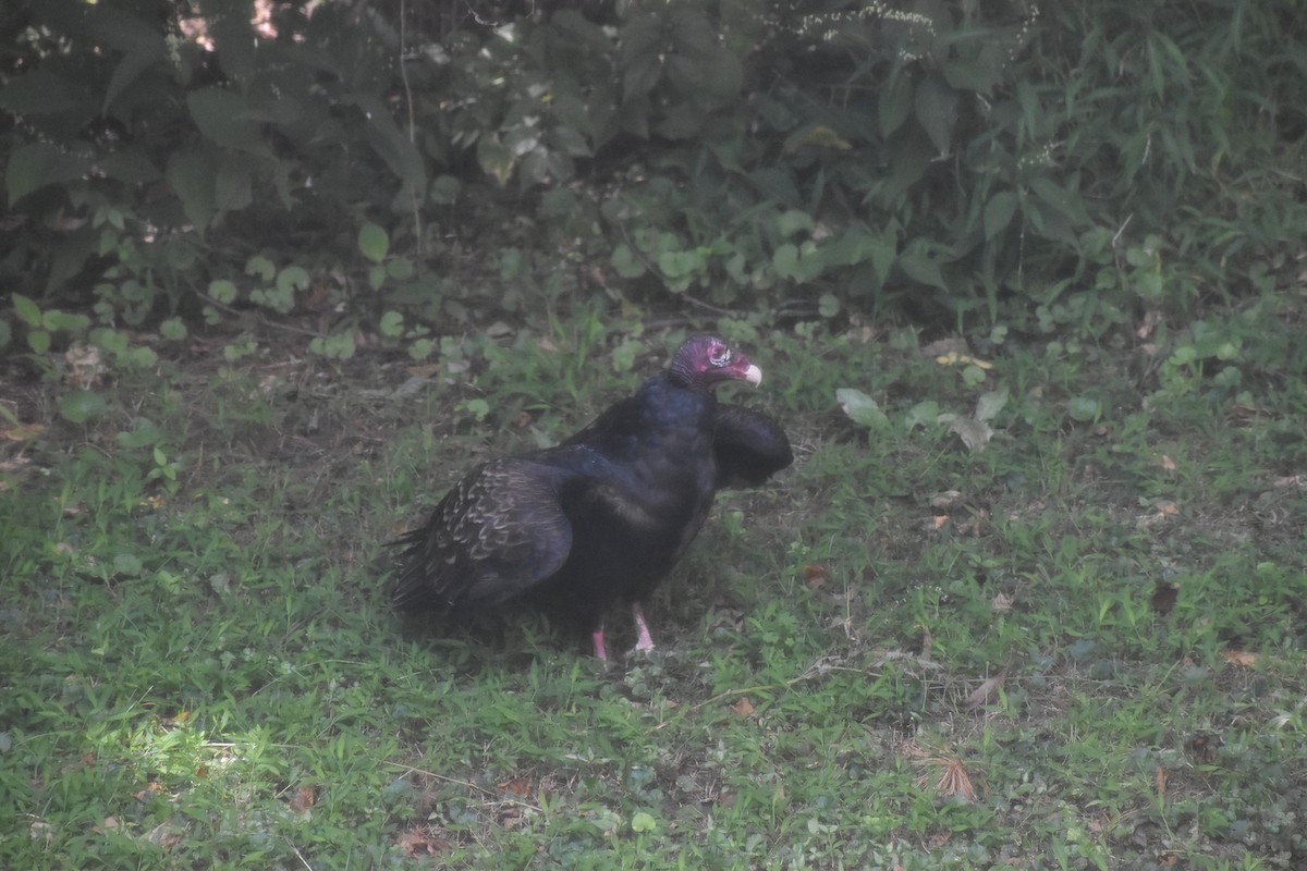 Turkey Vulture - ML643143418