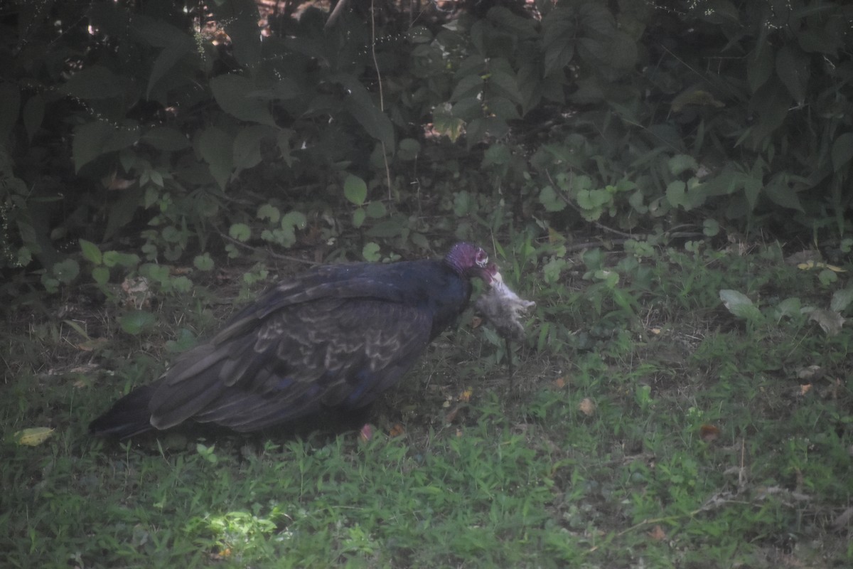 Turkey Vulture - ML643143419