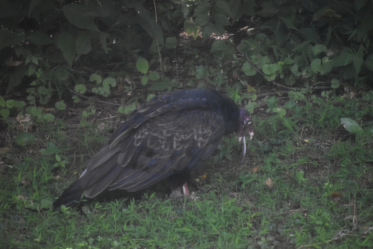 Turkey Vulture - ML643143420