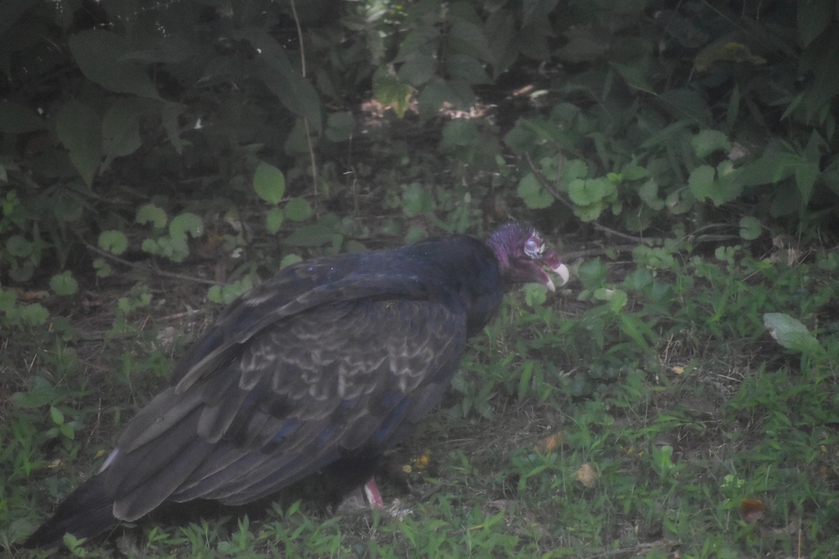 Turkey Vulture - ML643143421