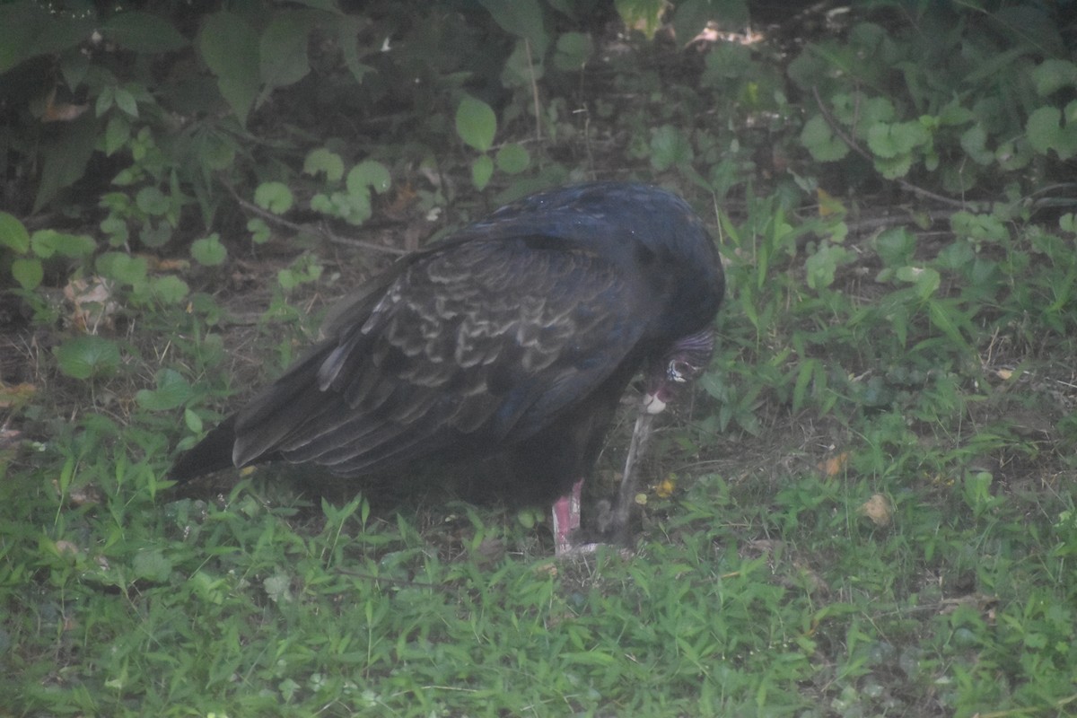 Turkey Vulture - ML643143422