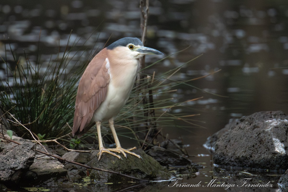 Nankeen Night Heron - ML643143425