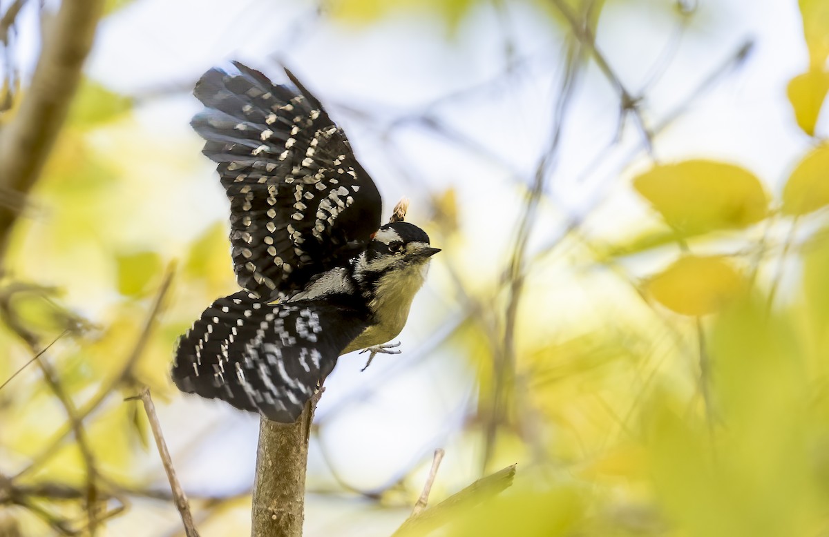 Downy Woodpecker - ML643143426