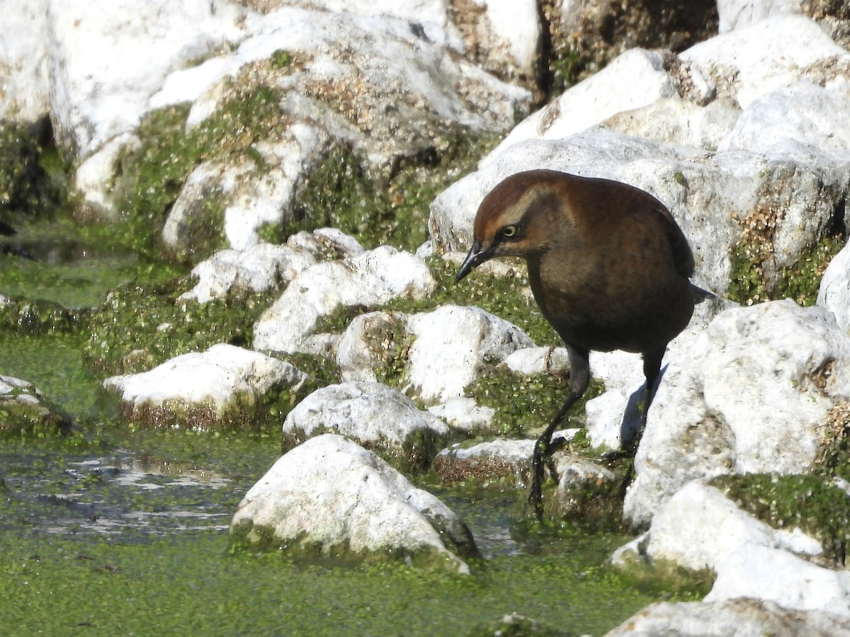 Rusty Blackbird - ML643143429