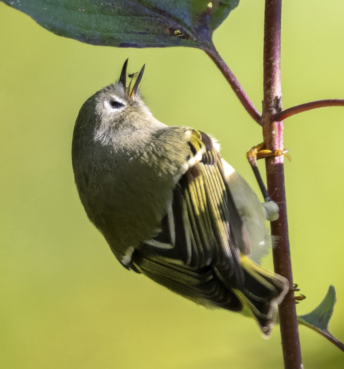 Ruby-crowned Kinglet - ML643143434