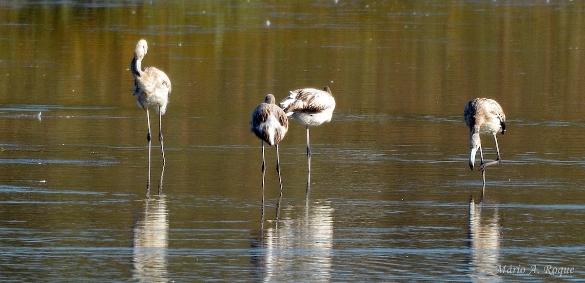 ヨーロッパフラミンゴ - ML643143439