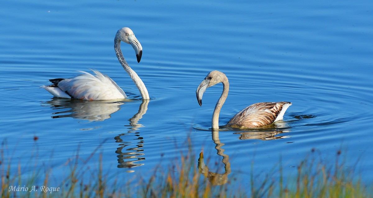 ヨーロッパフラミンゴ - ML643143440