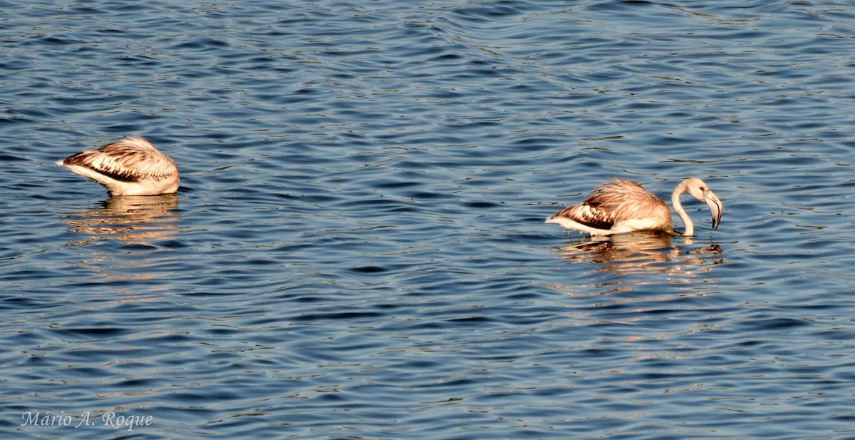 ヨーロッパフラミンゴ - ML643143442