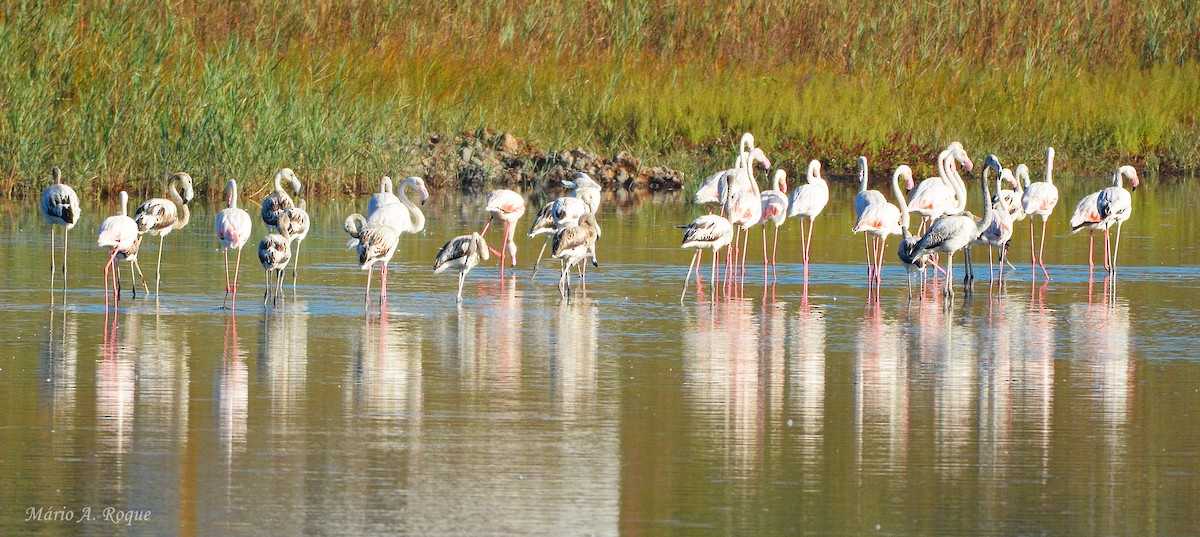 ヨーロッパフラミンゴ - ML643143443