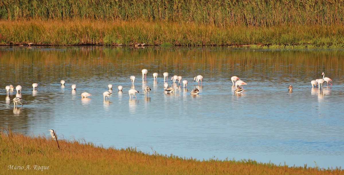 ヨーロッパフラミンゴ - ML643143444