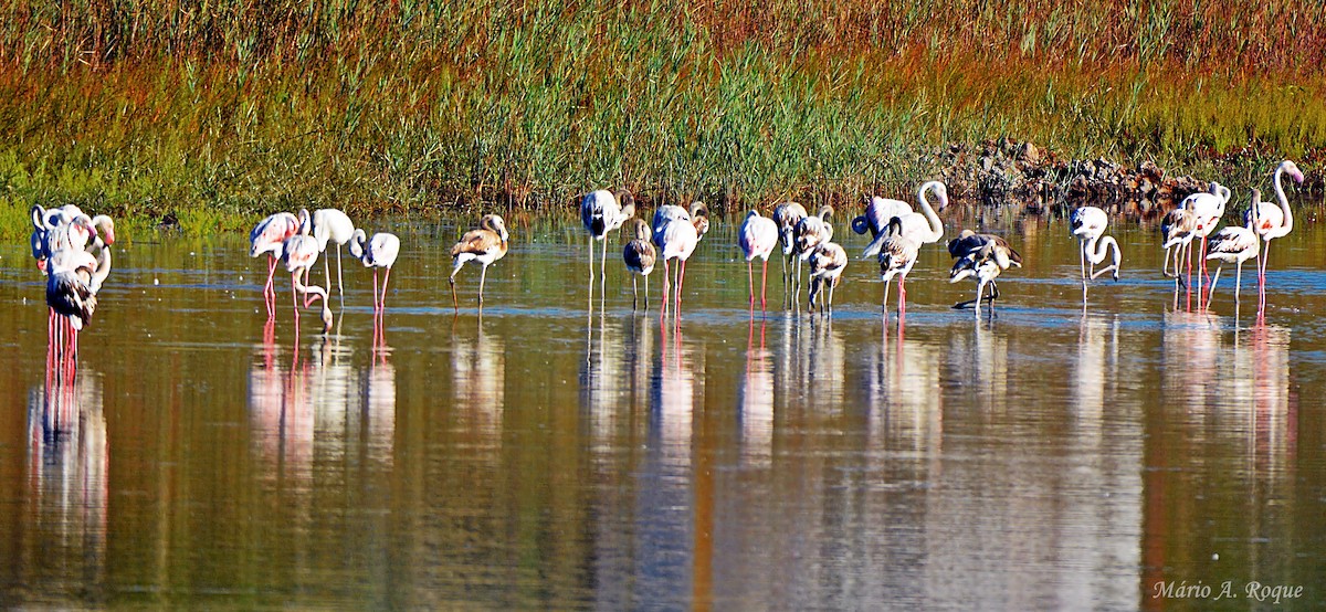 ヨーロッパフラミンゴ - ML643143445