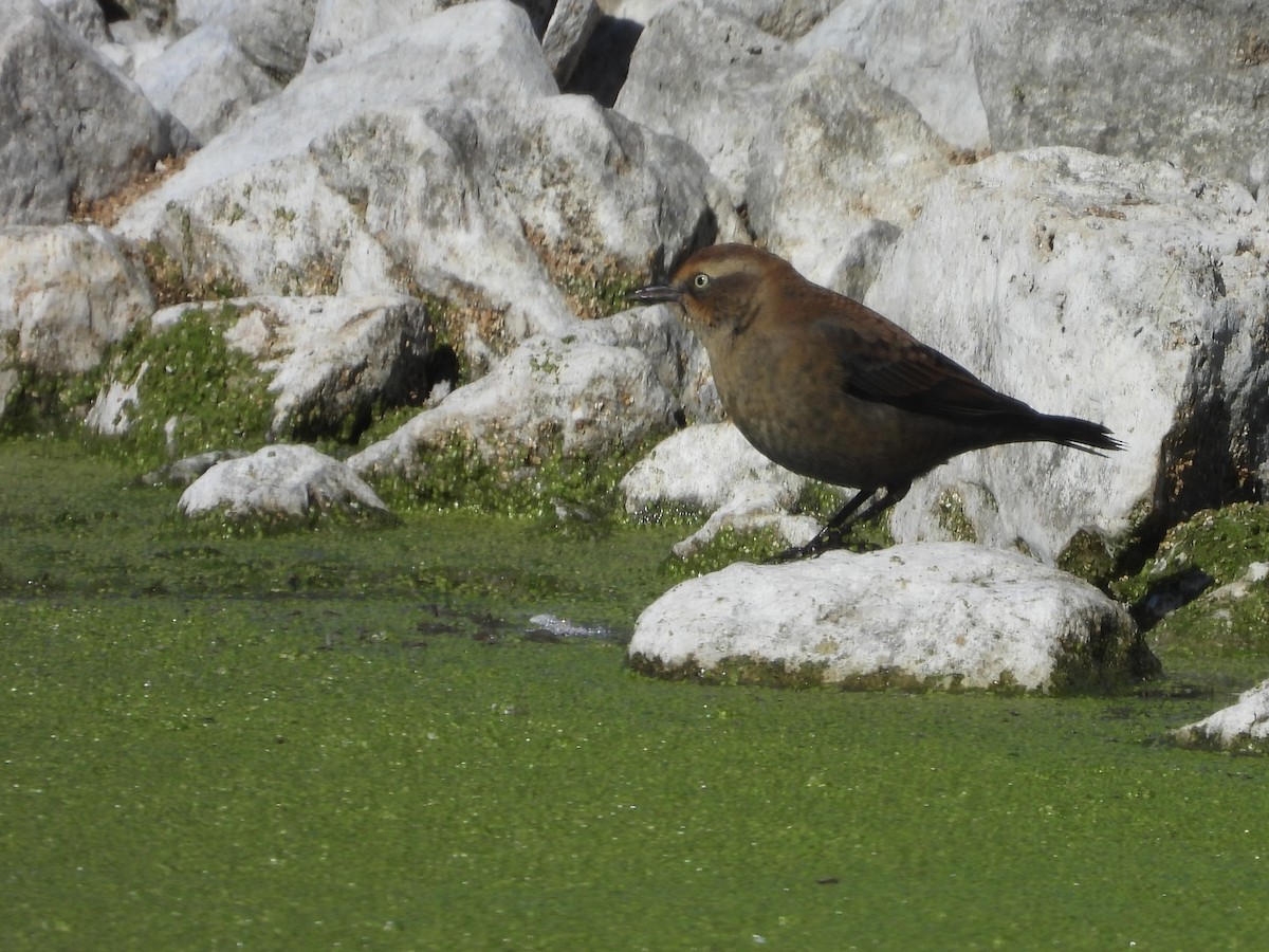 Rusty Blackbird - ML643143447