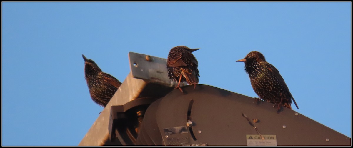 European Starling - ML643143449