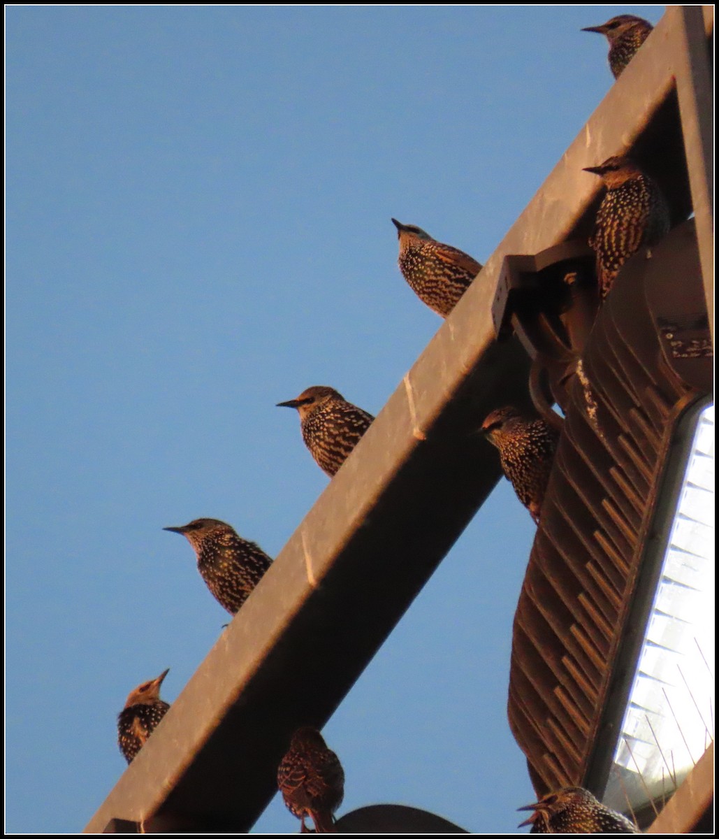 European Starling - ML643143450