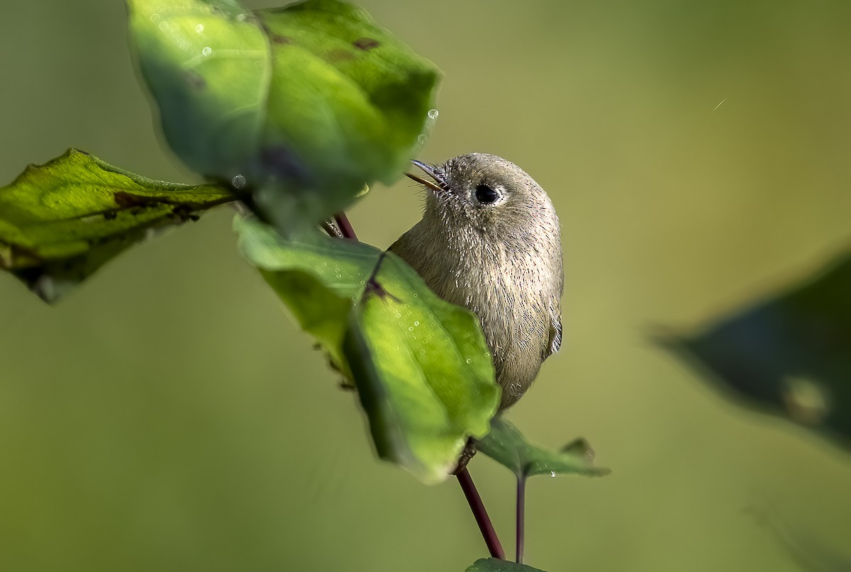 Ruby-crowned Kinglet - ML643143451