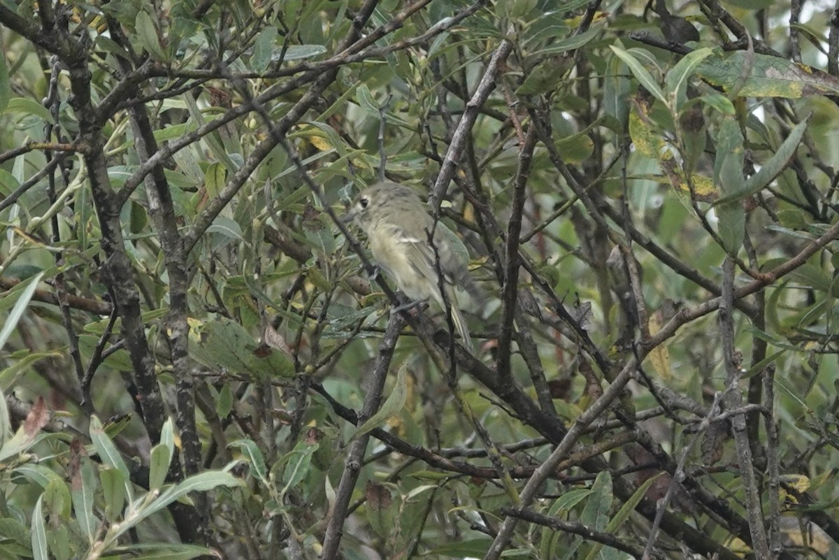 Hutton's Vireo (Pacific) - ML643143453