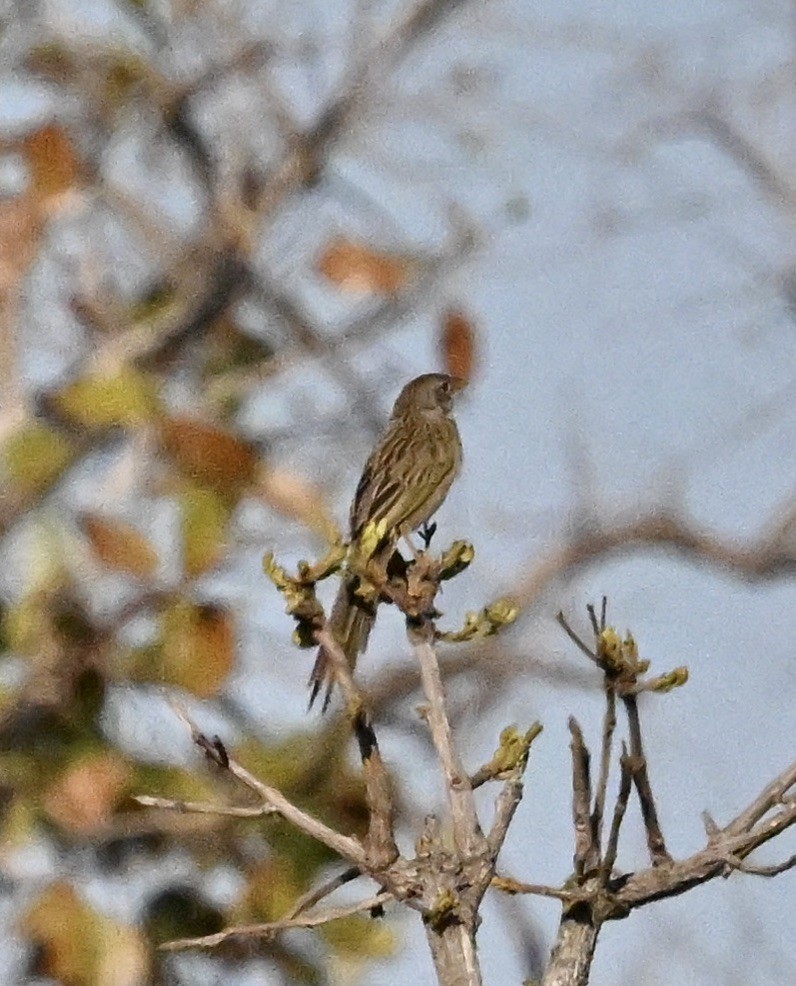 Wedge-tailed Grass-Finch - ML643143460
