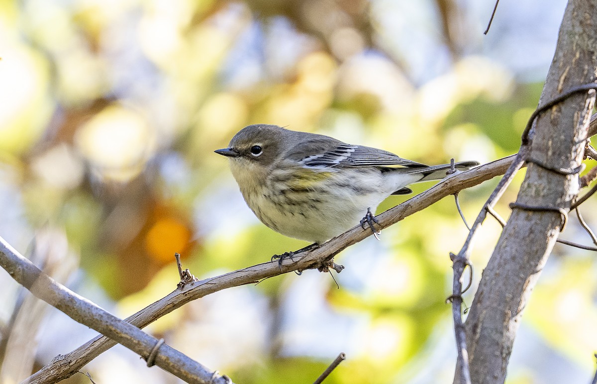Yellow-rumped Warbler - ML643143461