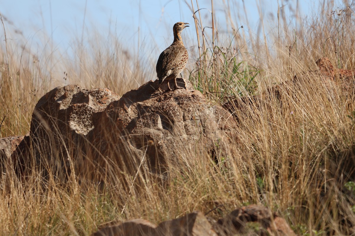 Gray-winged Francolin - ML643143465