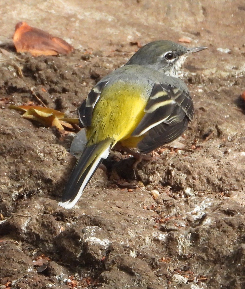 Lavandera Cascadeña - ML643143471