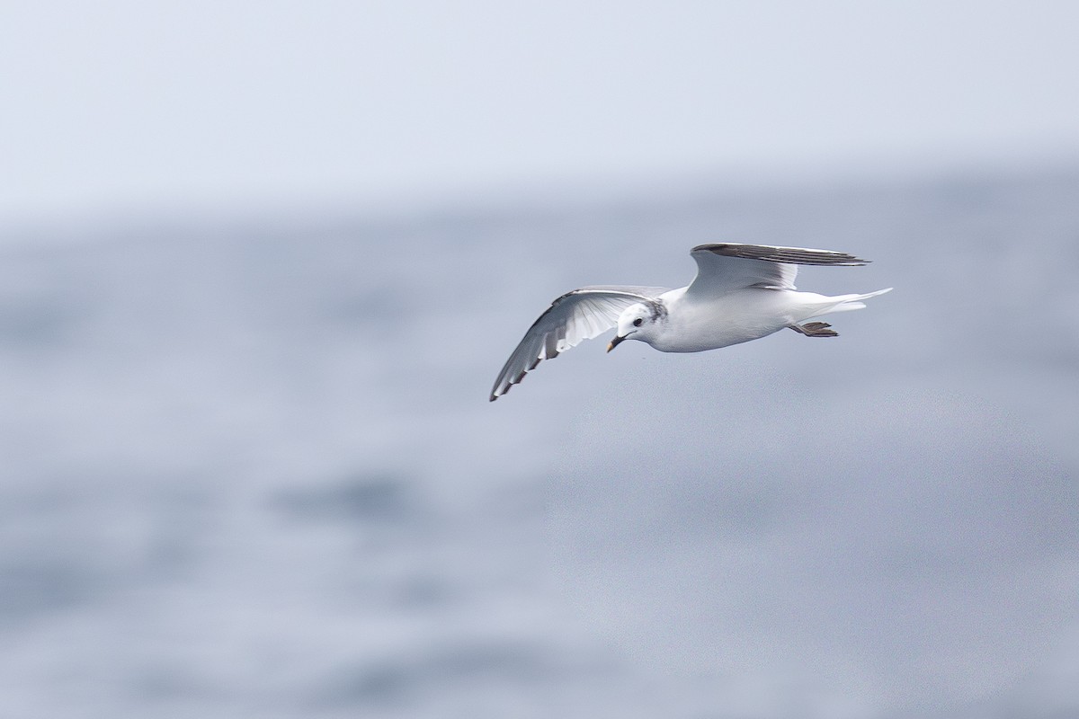 Sabine's Gull - ML643143472