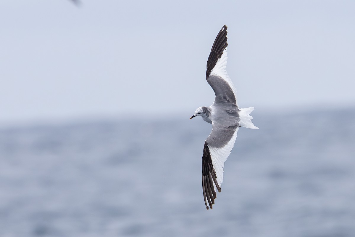 Sabine's Gull - ML643143476