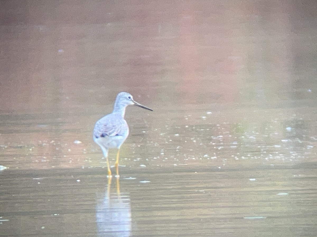 Greater Yellowlegs - ML643143477