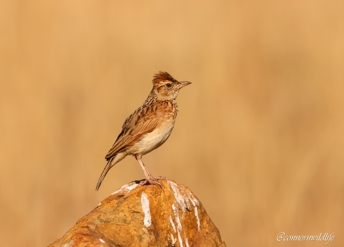 Rufous-naped Lark - ML643143478