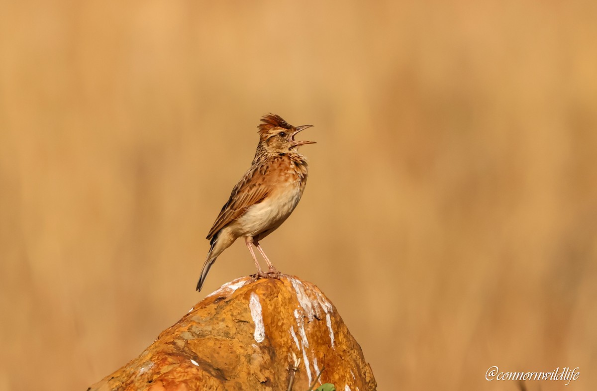 Rufous-naped Lark - ML643143480