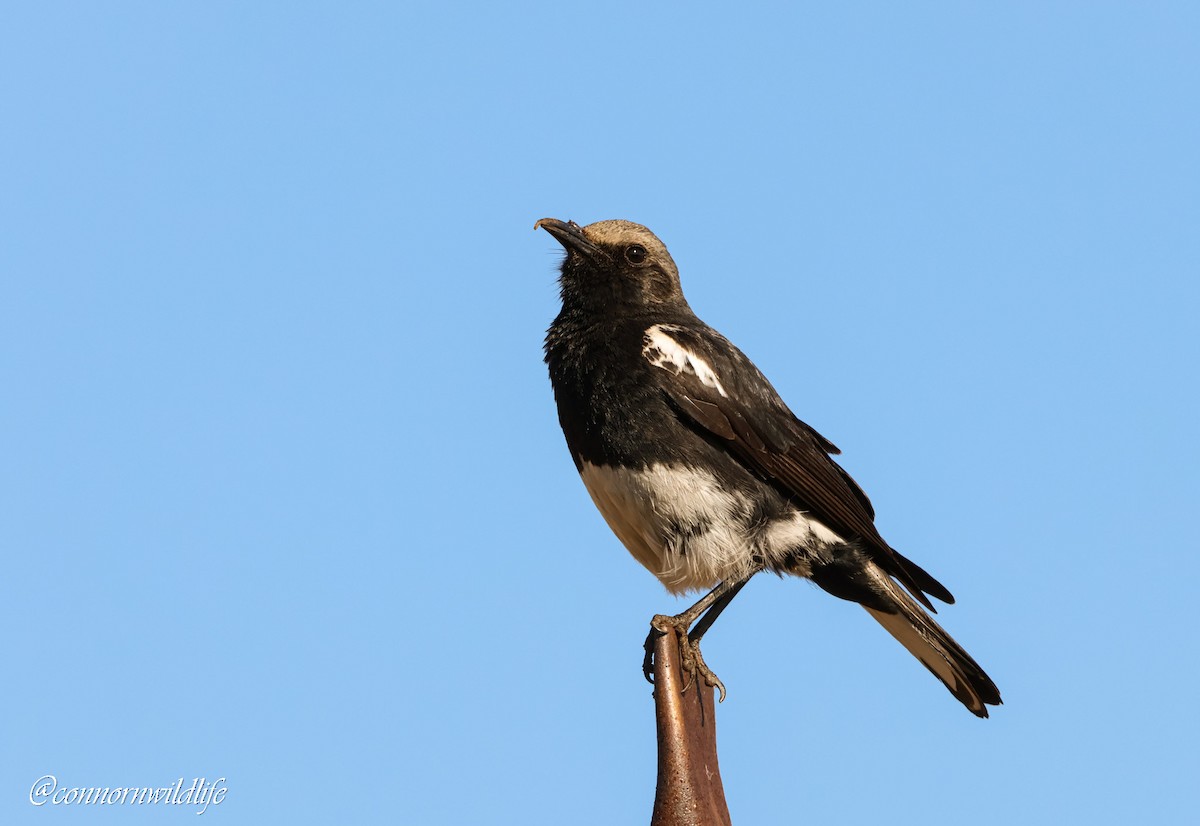 Mountain Chat - ML643143498
