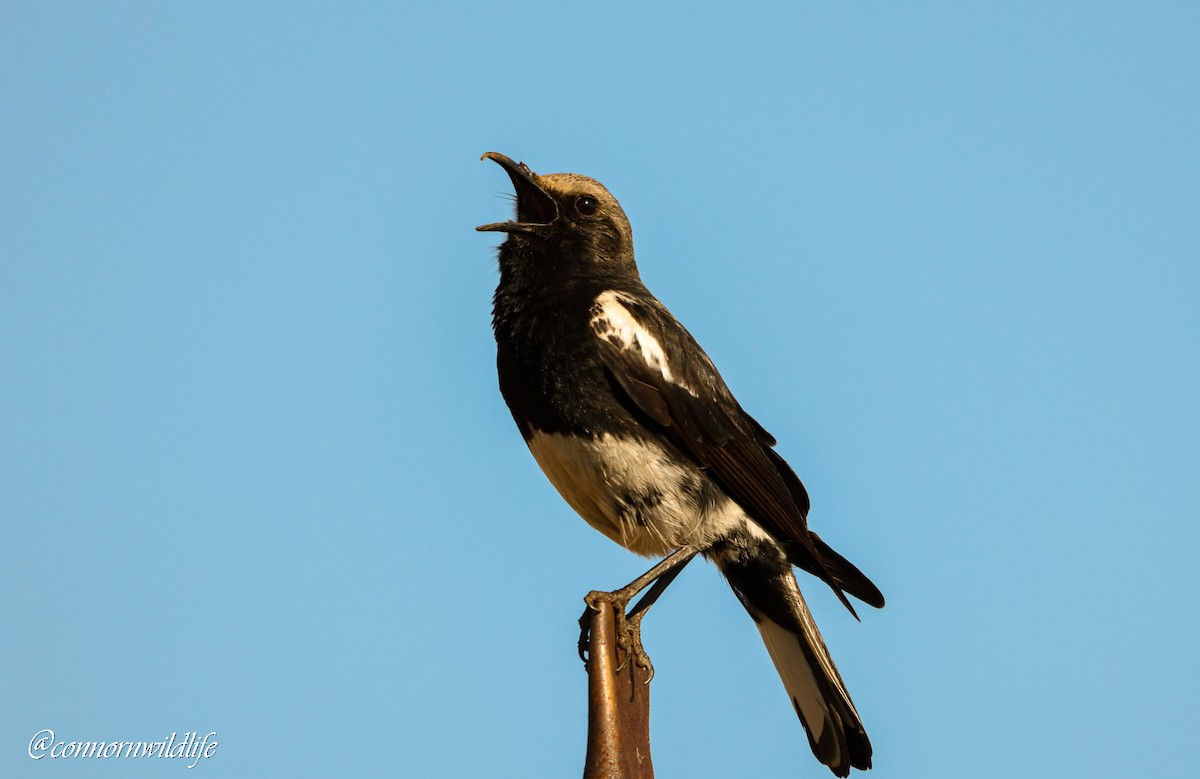 Mountain Chat - ML643143499