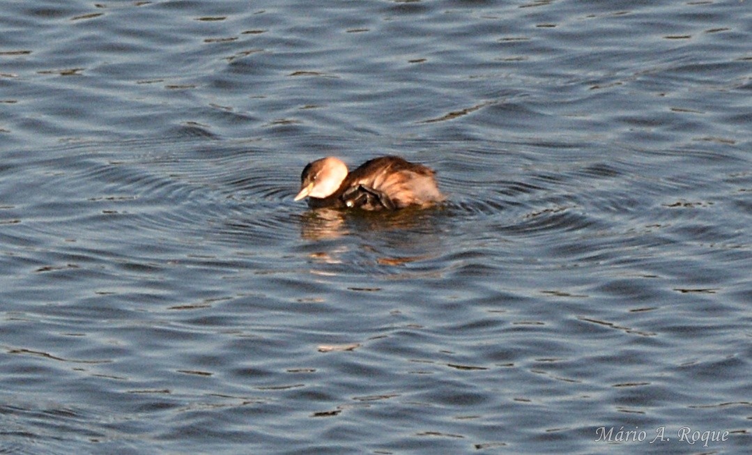 カイツブリ - ML643143502