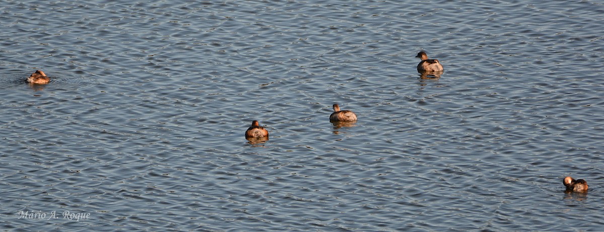 カイツブリ - ML643143503