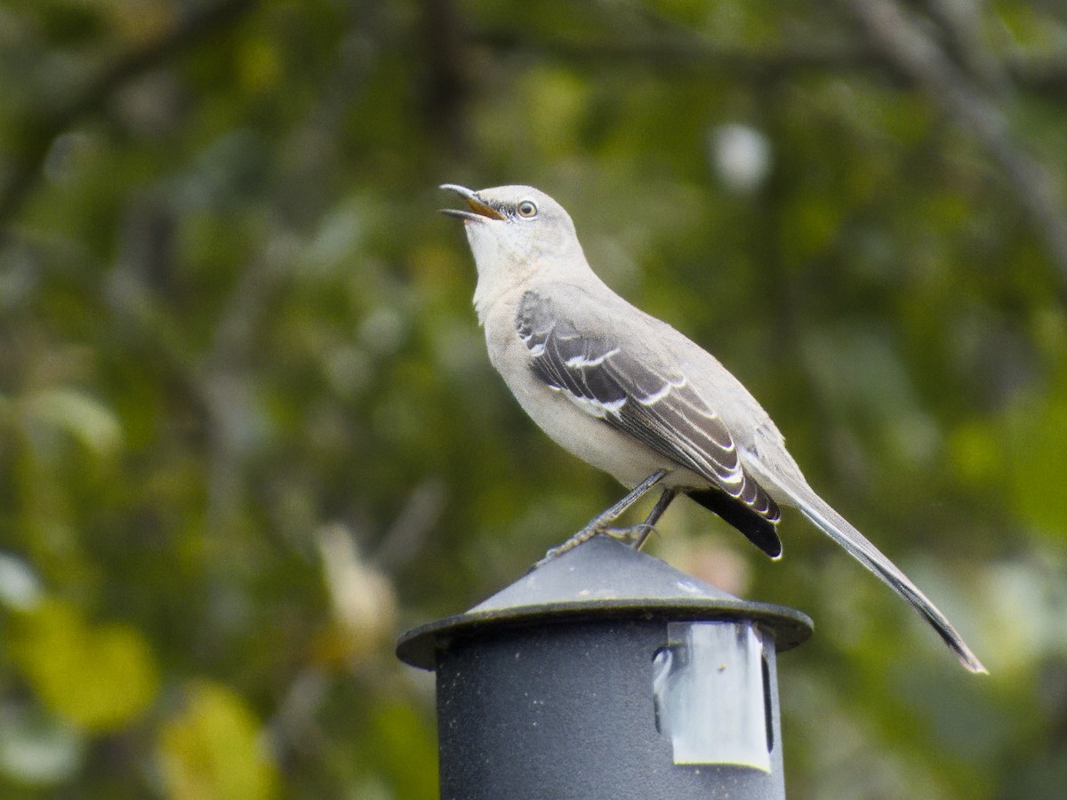 Northern Mockingbird - ML643143518