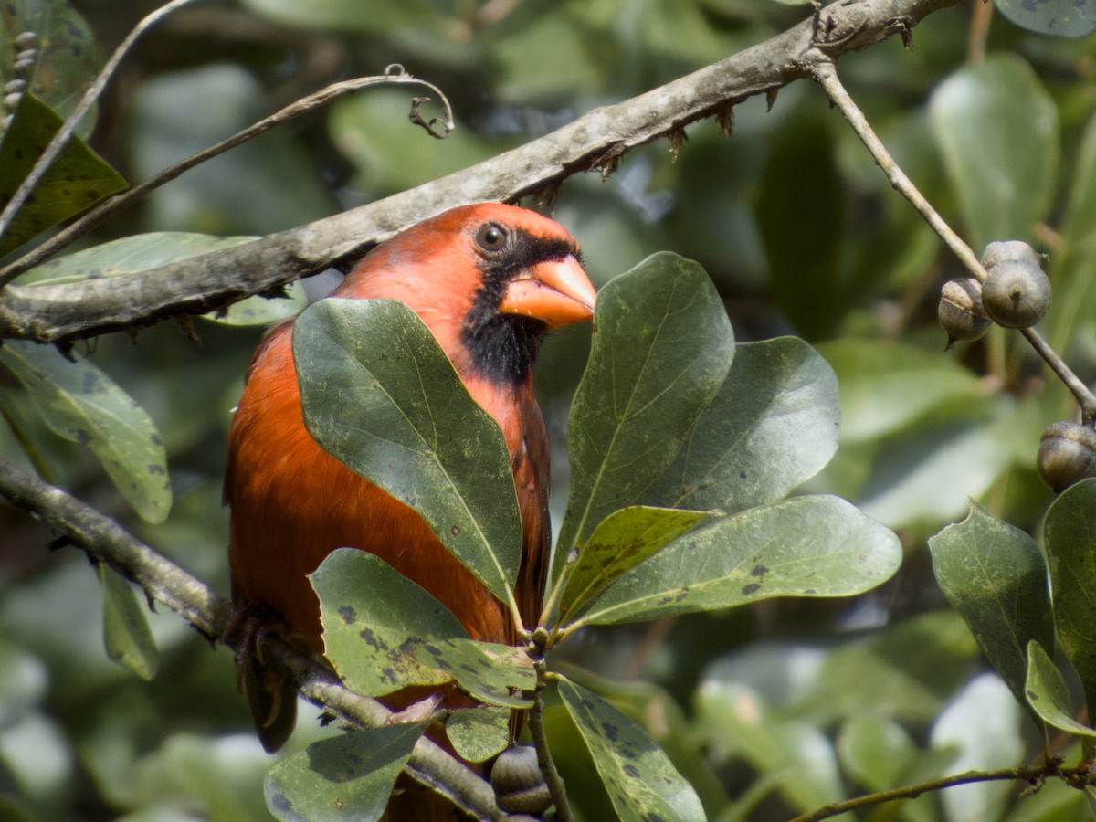 Northern Cardinal - ML643143523