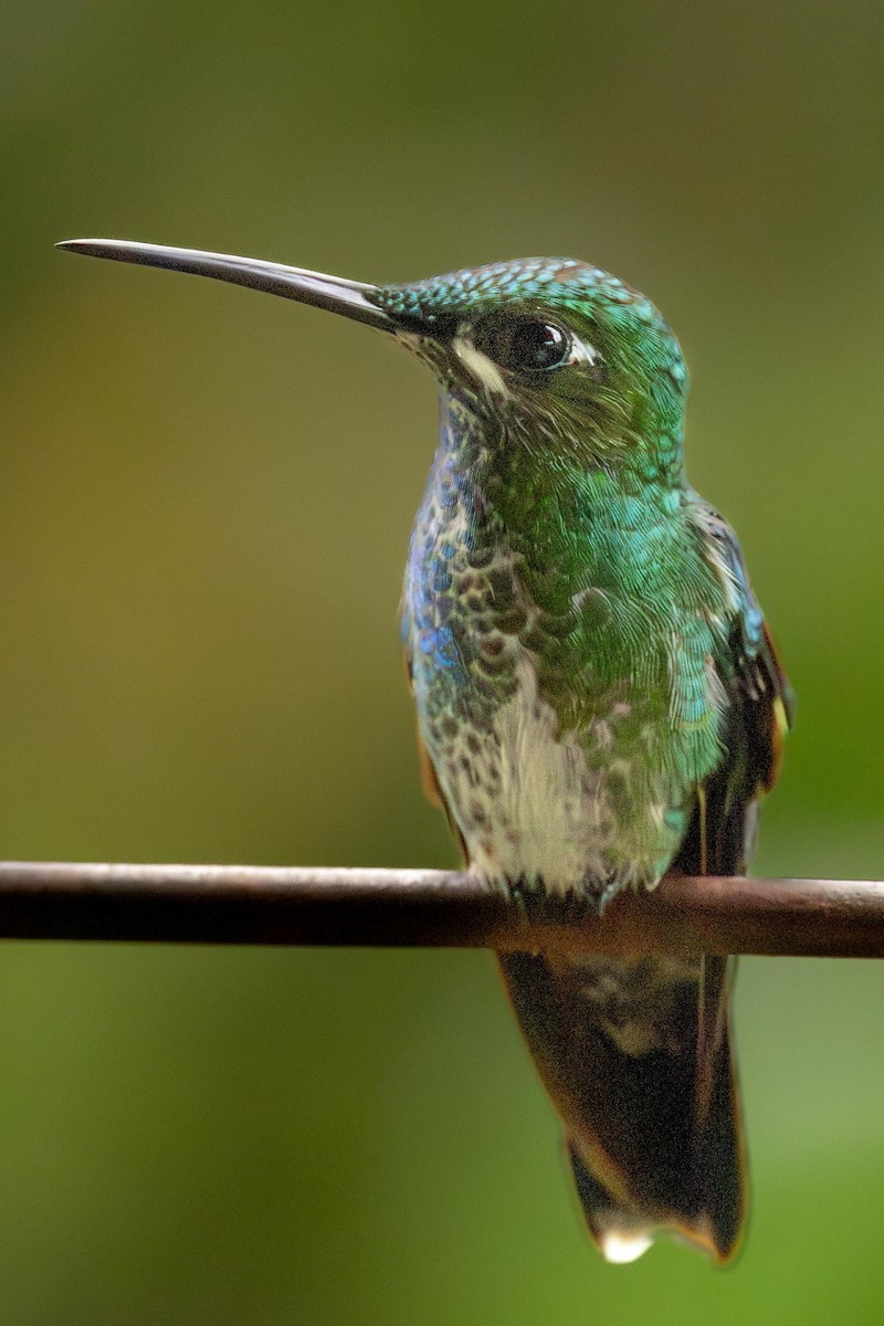 Green-crowned Brilliant - ML643143527