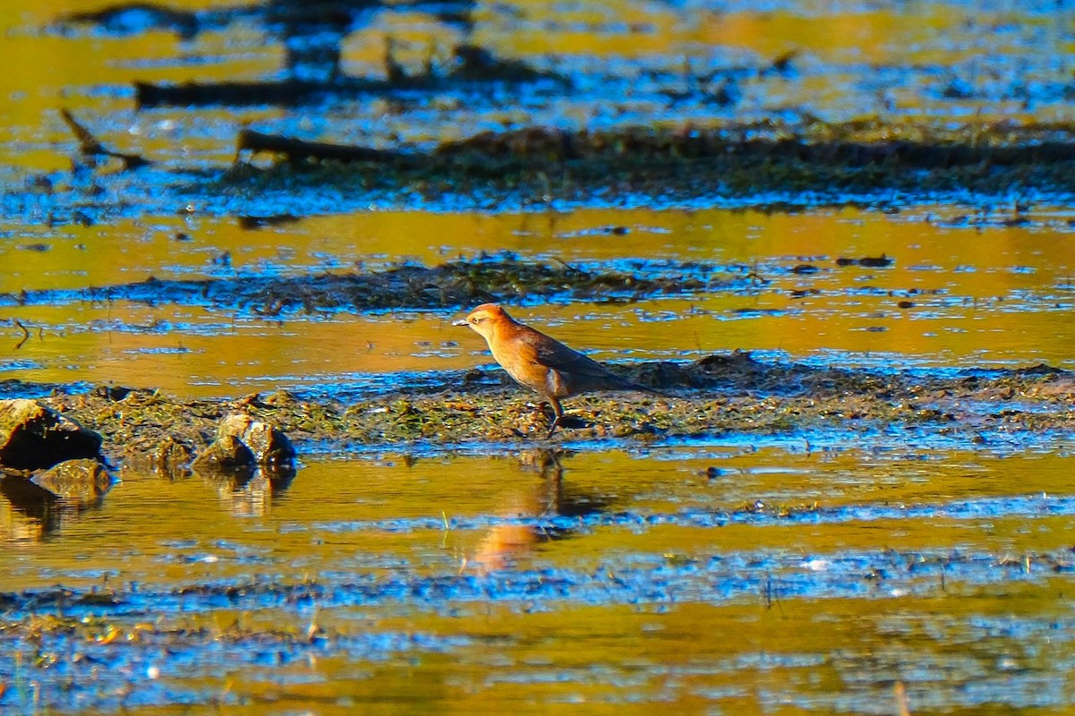 Rusty Blackbird - ML643143539