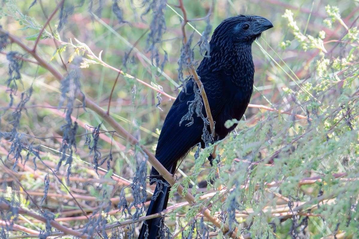 Groove-billed Ani - ML643143540