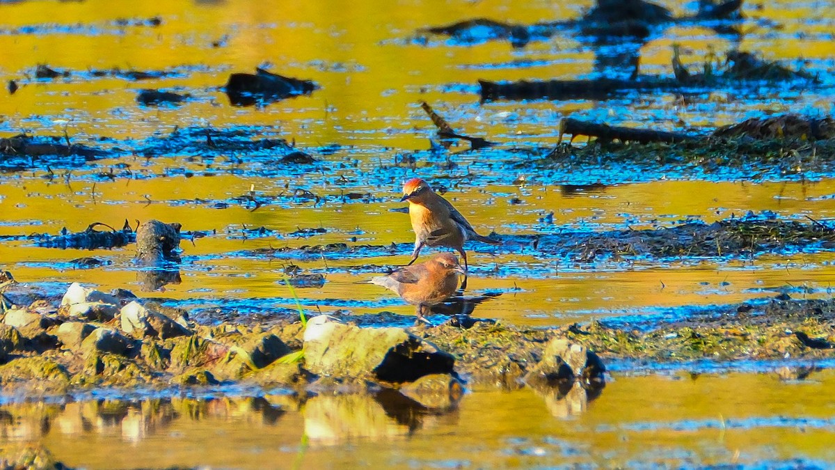 Rusty Blackbird - ML643143542