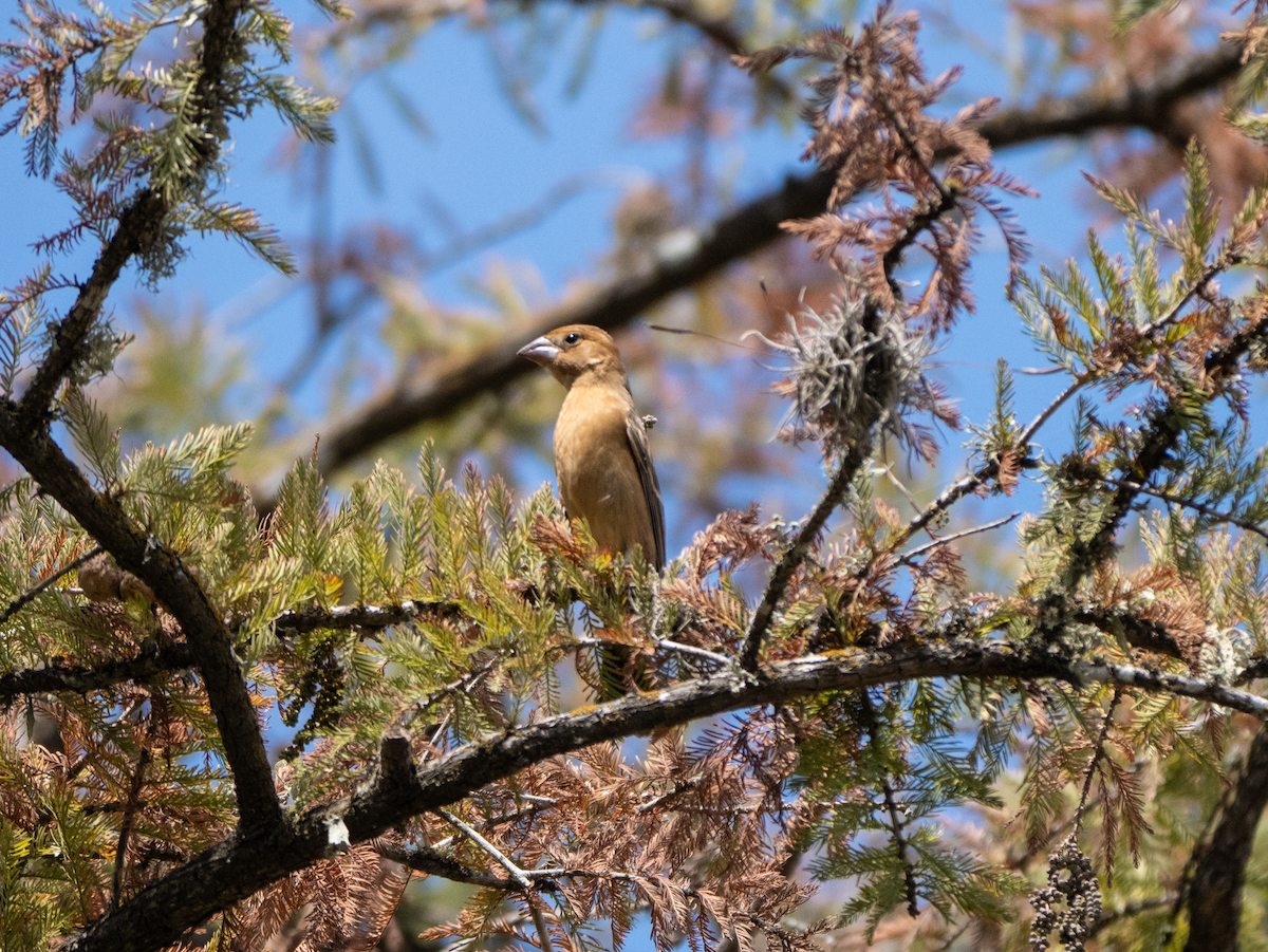 Blue Grosbeak - ML643143567