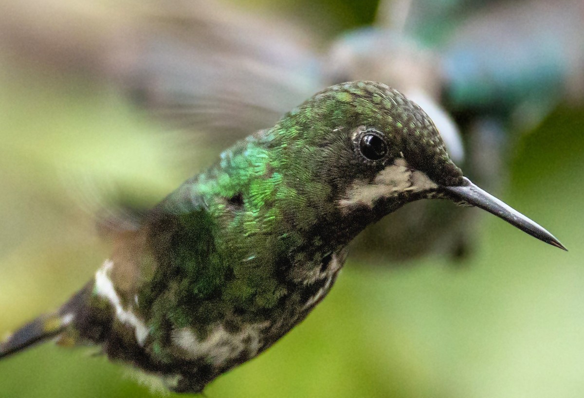 Green Thorntail - ML643143568
