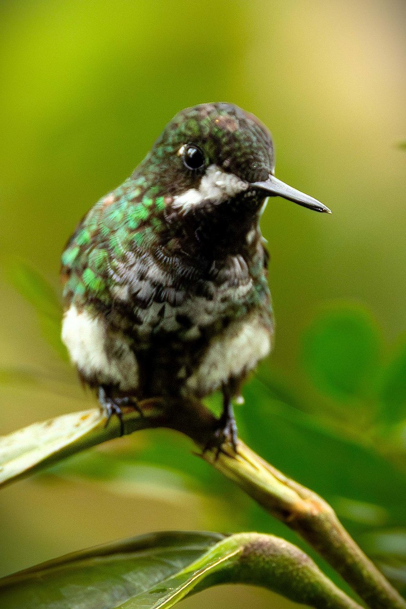 Green Thorntail - ML643143569