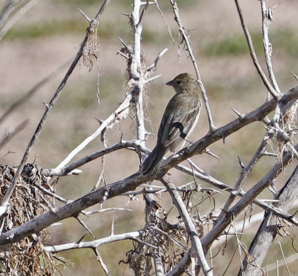Lazuli Bunting - ML643143571